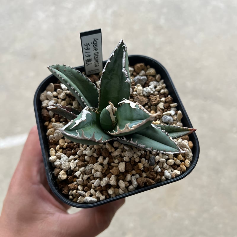 アガベ　Agave 狼人　狼人系　実生 アガベ Agave 狼人 狼人系 実生