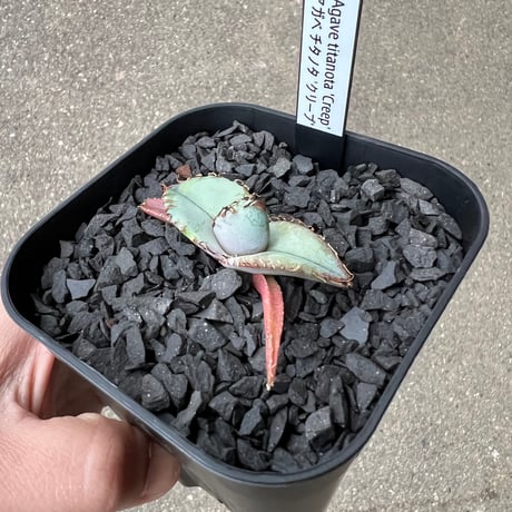 Agave titanota 'Creep'3