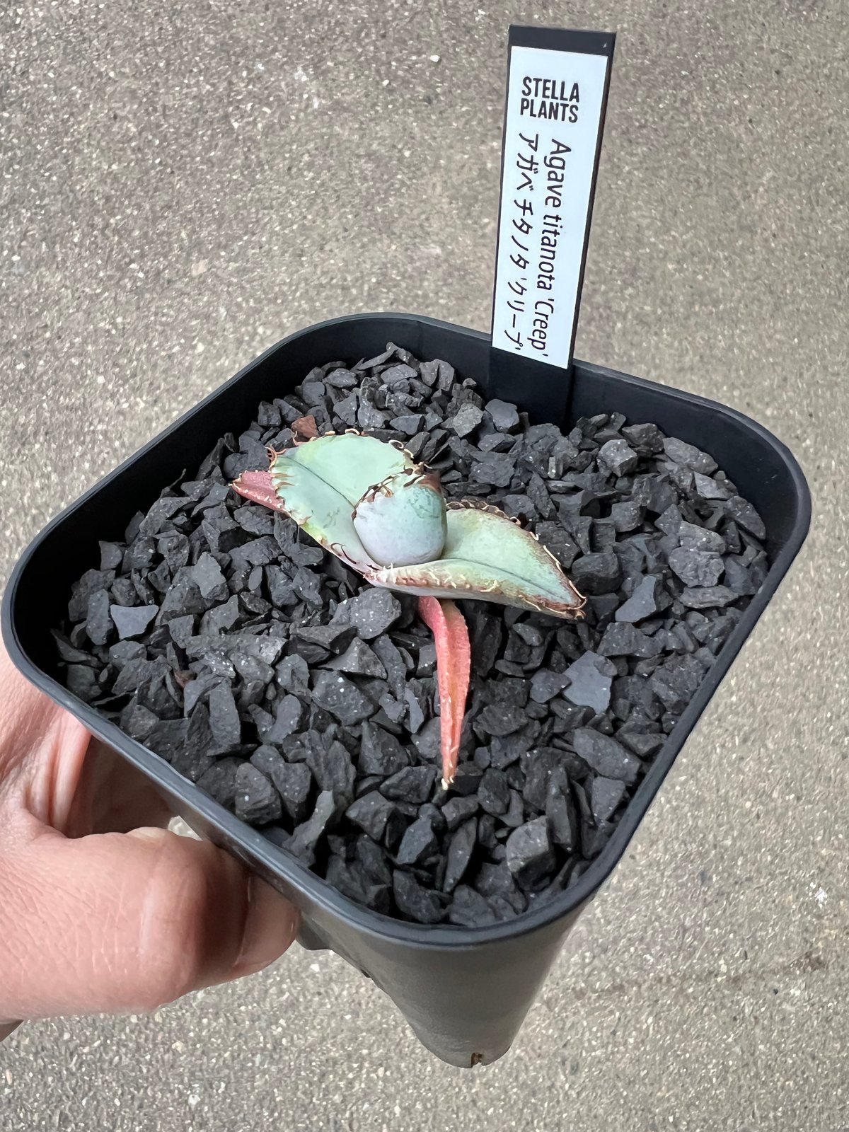 Agave titanota 'Creep'3 | STELLA.PLANTS