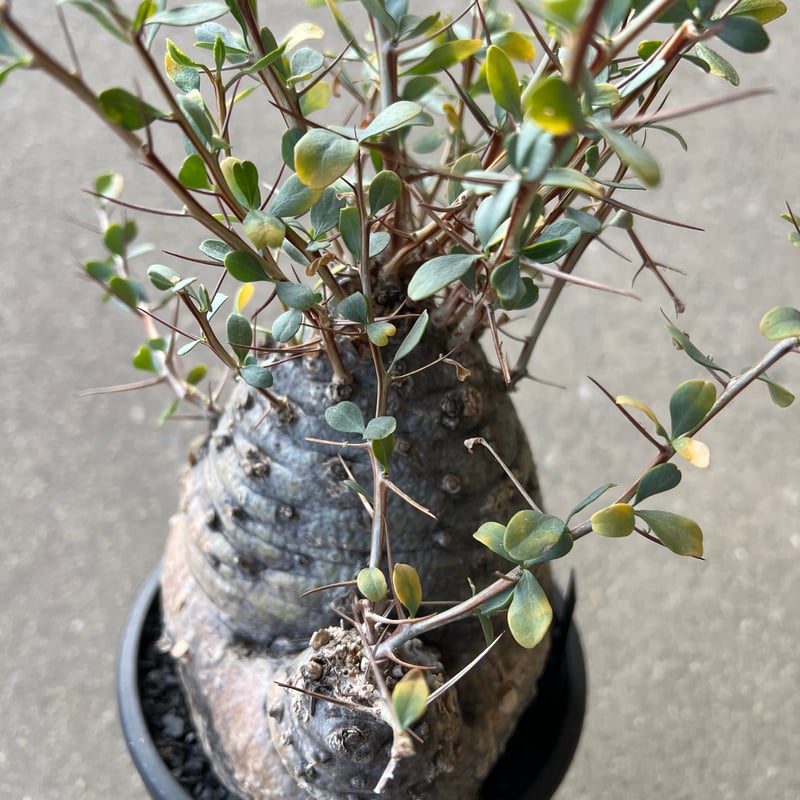 フォークイエリア コルムナリス 観峰玉 | STELLA.PLANTS