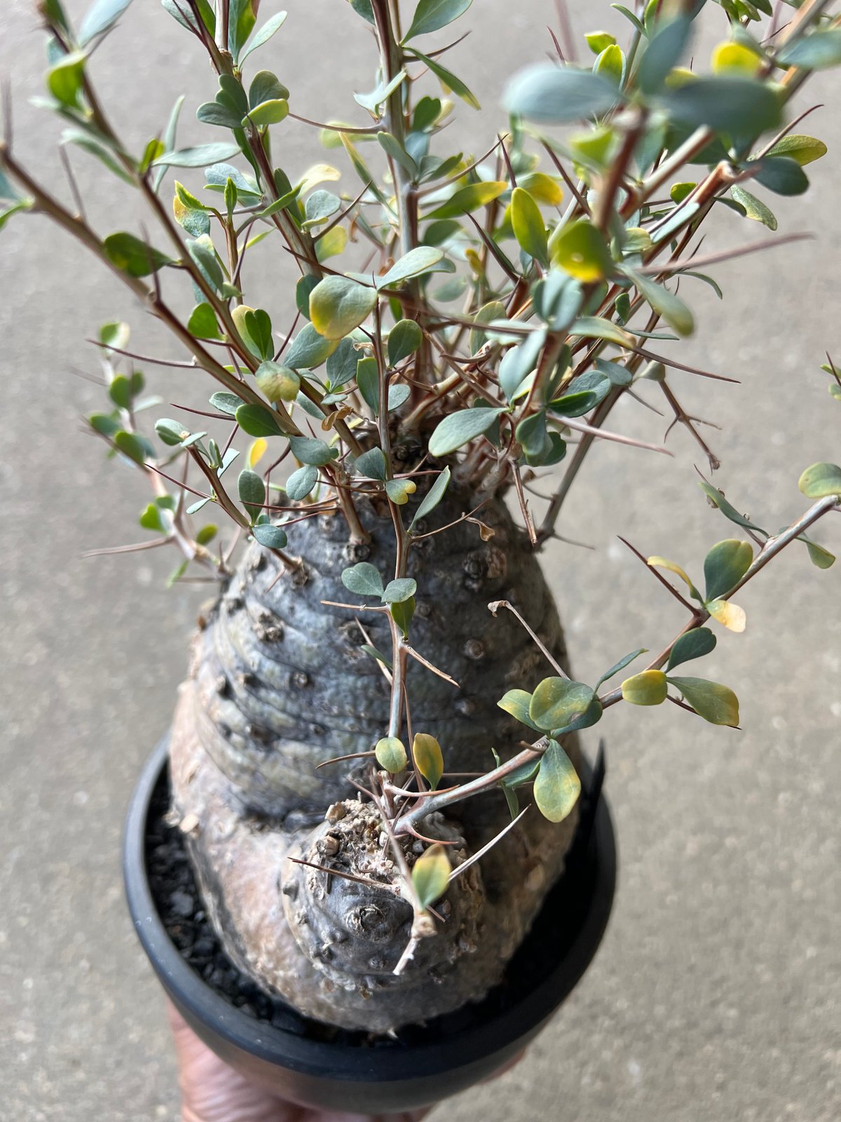 フォークイエリア コルムナリス 観峰玉 | STELLA.PLANTS