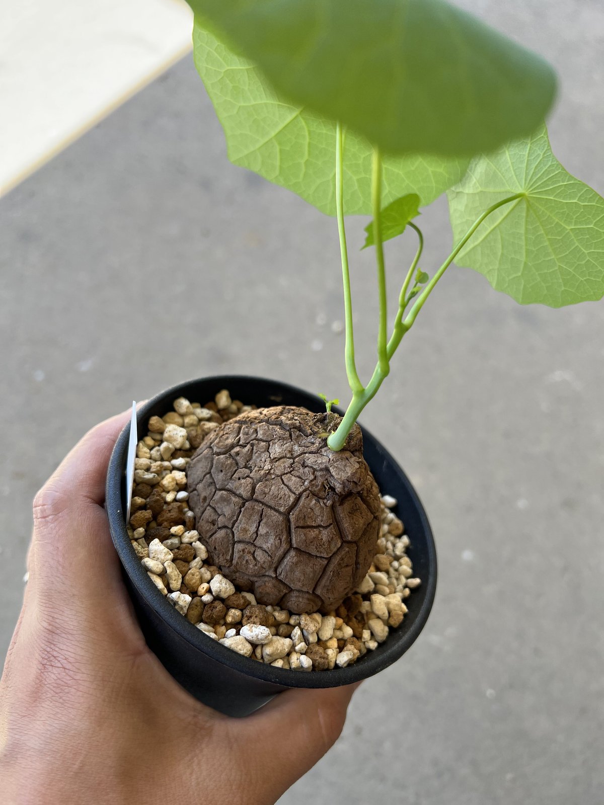 ステファニア スベローサ 発根発芽 鉢付 ステファニア スベローサ Stephania suberosa 発根発芽済み 塊根