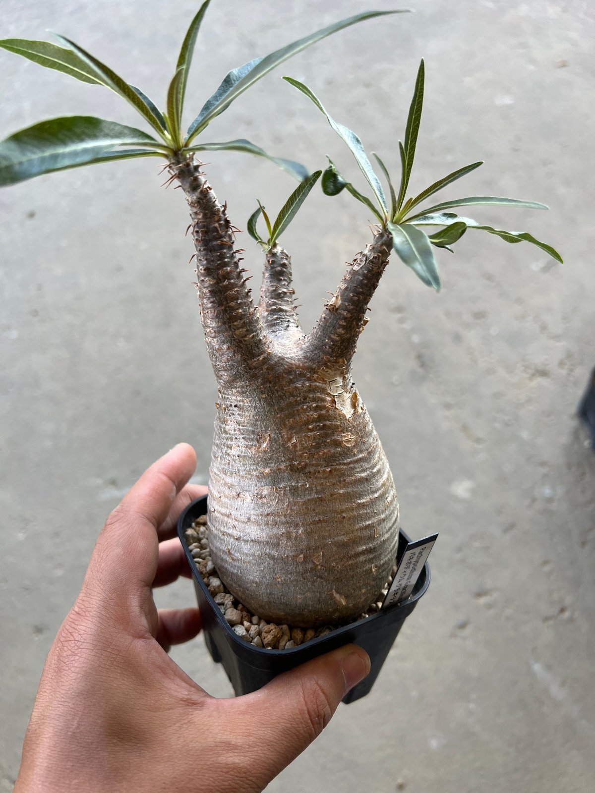 パキポディウム グラキリス | STELLA.PLANTS