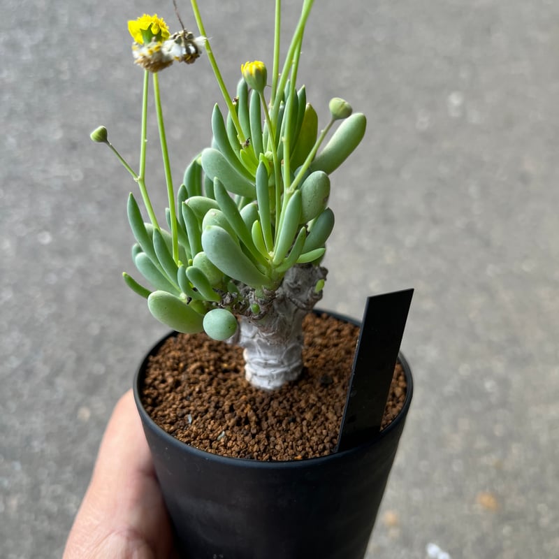 オトンナ　クラビフォリア　現地株　発根済 オトンナ クラビフォリア6 | STELLA.PLANTS