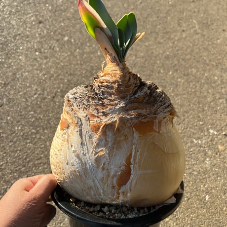 ブーファンハエマンソイデス ブーファンハエマンソイデス | STORES