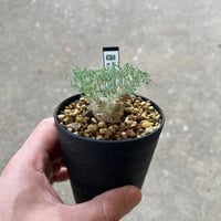 モンソニア ペニクリナム2