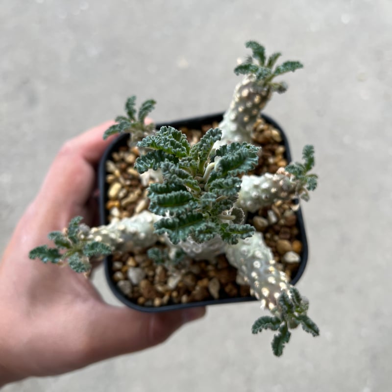 ドルステニア ラブラニー 綴化 | STELLA.PLANTS