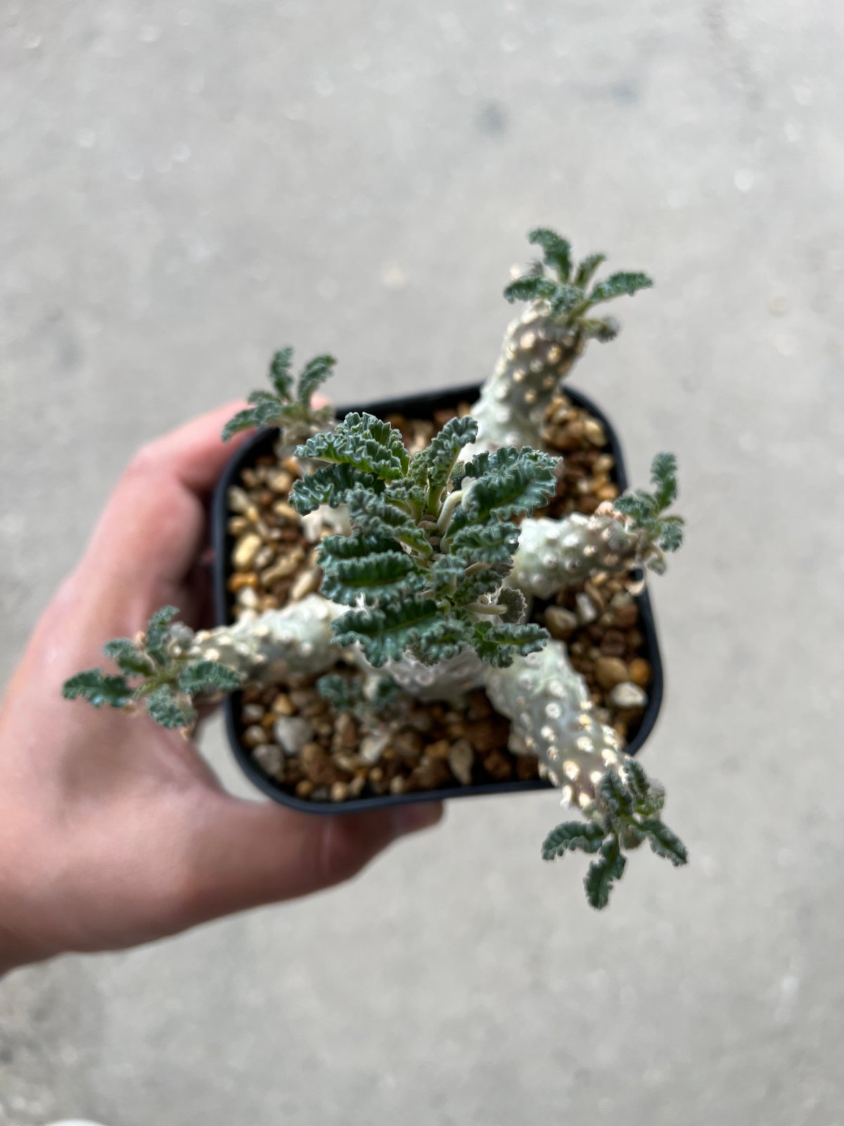 ドレステニア　ラブラニー　綴化(てっか) 現品 ドルステニア ラブラニー綴化 | STELLA.PLANTS