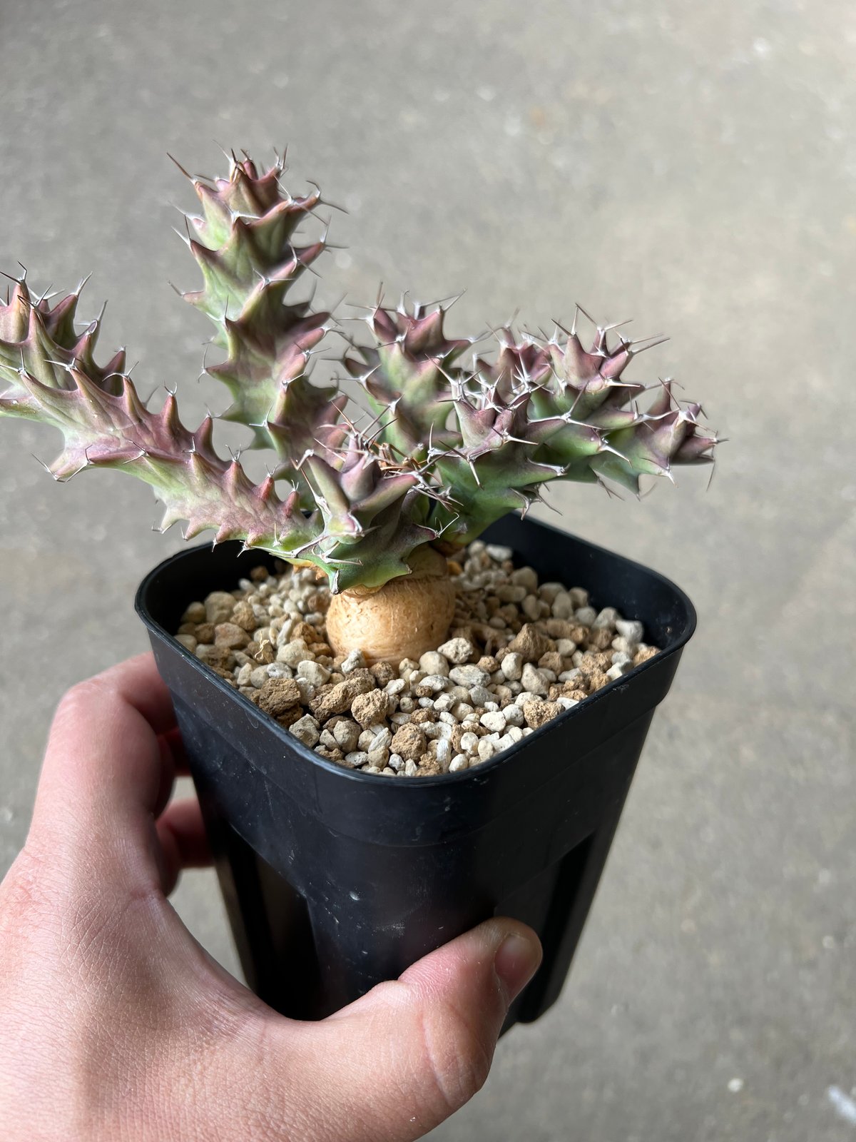 ユーフォルビア　トルチラマ ユーフォルビア トルチラマ | GREEN LUCK