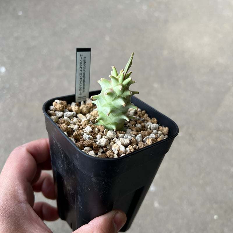 ユーフォルビア ロンギツベルクローサ1 | STELLA.PLANTS