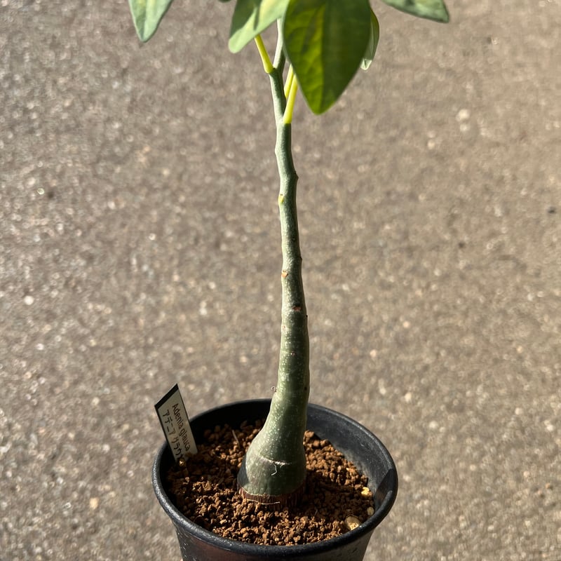 超大株アデニア グラウカ 発根済み 鉢ごと発送 超大株アデニアグラウカ