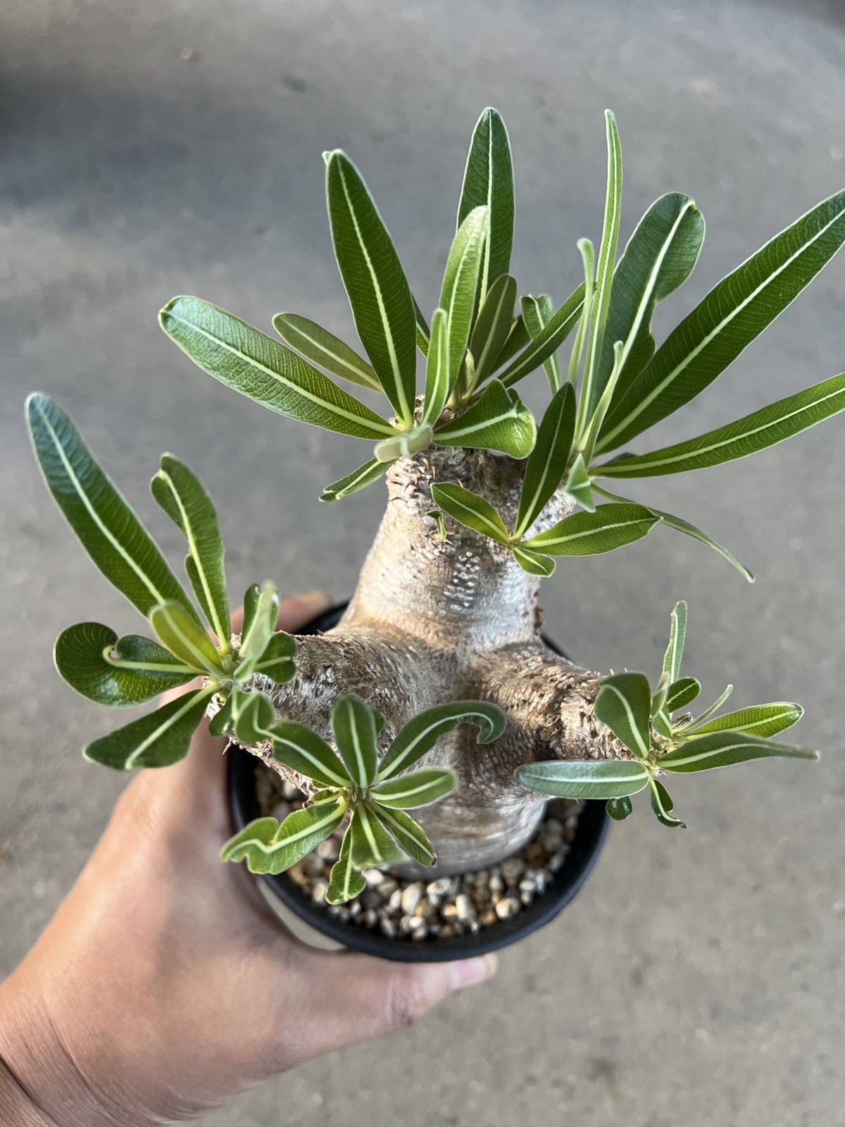 パキポディウム イノピナツム パキポディウム イノピナツム | STELLA.PLANTS