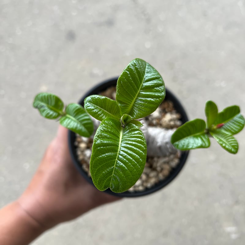 パキポディウム ウィンゾリー | STELLA.PLANTS パキポディウム ウィンゾリー | STELLA.PLANTS