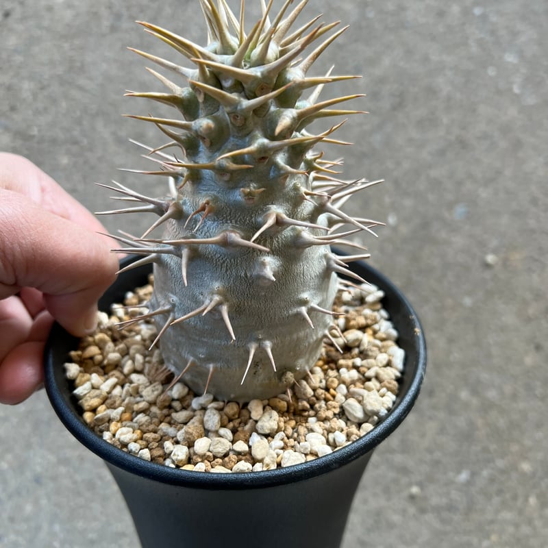 パキポディウム アンボンゲンセ | STELLA.PLANTS パキポディウム アンボンゲンセ | STELLA.PLANTS