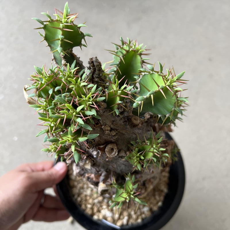 ユーフォルビアムランジーナ ユーフォルビア ムランジーナ | hanayoshi-botanical