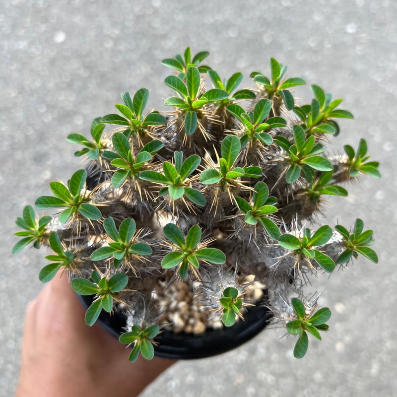 ユーフォルビア ギラウミニアナ | STELLA.PLANTS ユーフォルビア ギラウミニアナ | STELLA.PLANTS