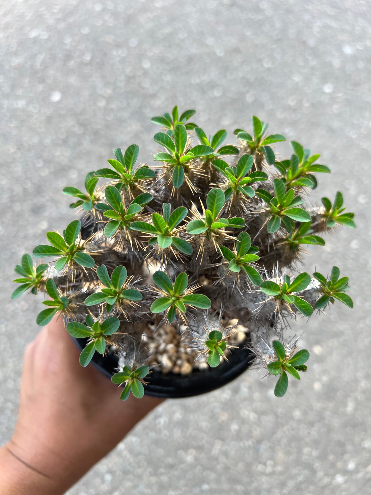 ユーフォルビア ギラウミニアナ | STELLA.PLANTS ユーフォルビア ギラウミニアナ | STELLA.PLANTS