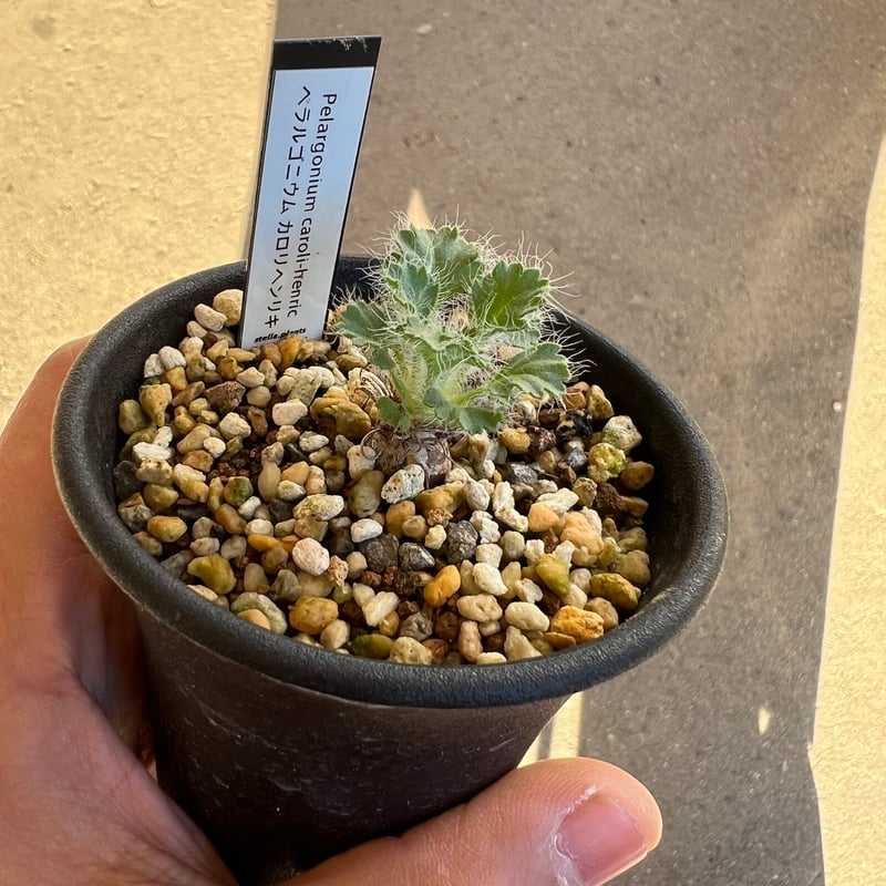 ペラルゴニウム カロリヘンリキ1 | STELLA.PLANTS ペラルゴニウム カロリヘンリキ1 | STELLA.PLANTS