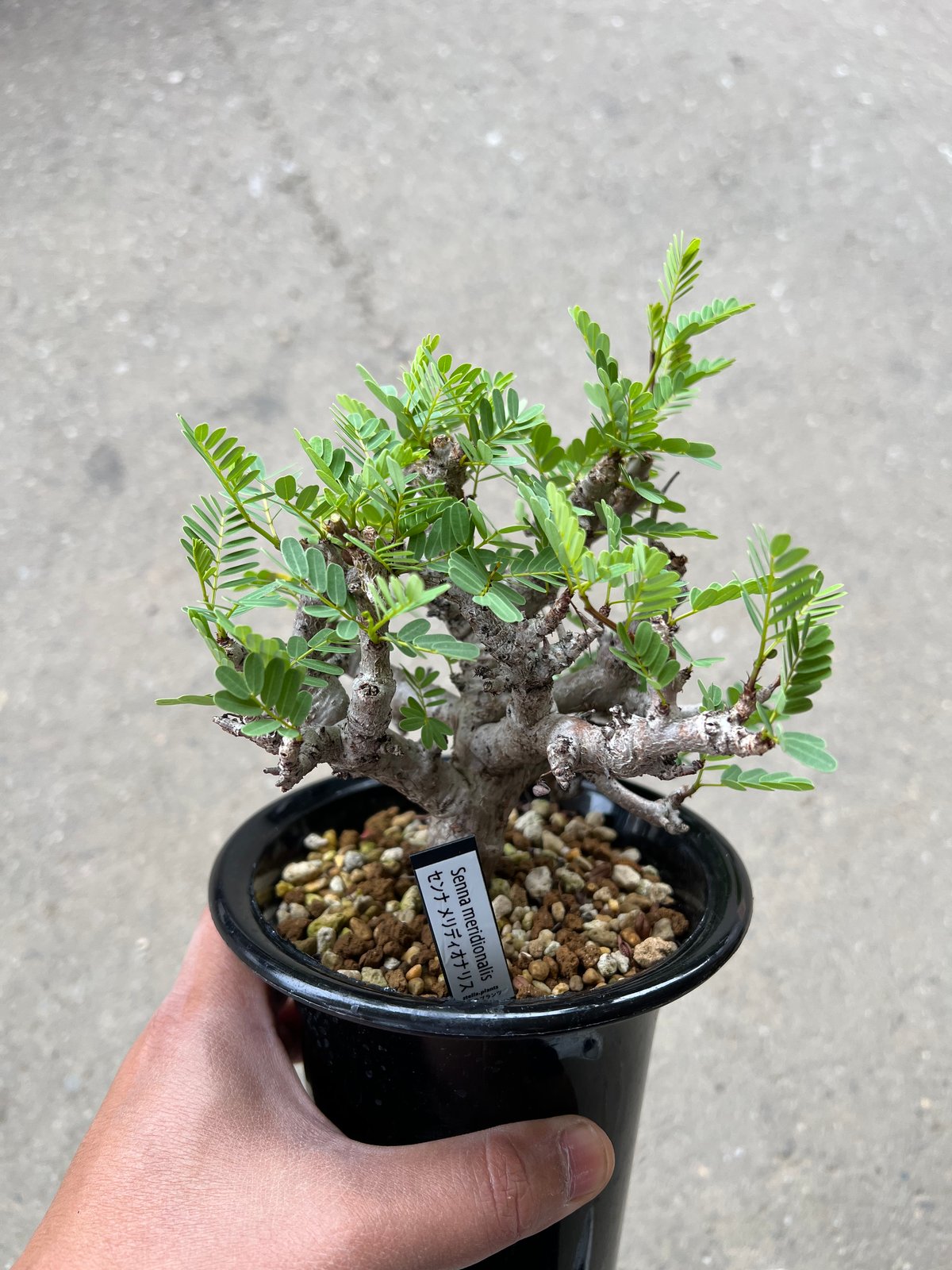 センナ メリディオナリス2 | STELLA.PLANTS センナ メリディオナリス2 | STELLA.PLANTS
