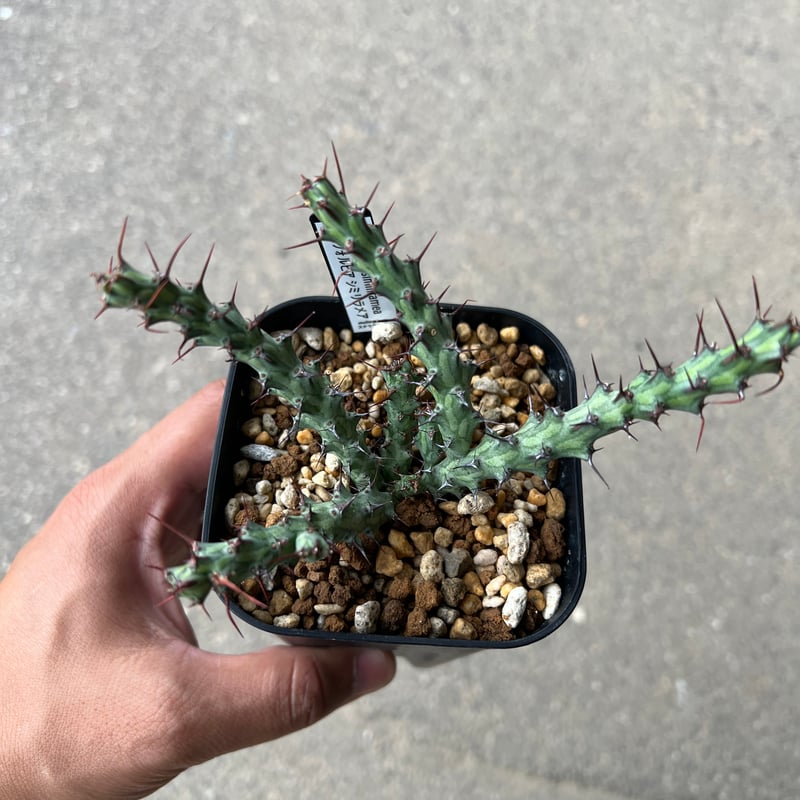 ユーフォルビア　シミリラメア ユーフォルビア シミリラメア | STELLA.PLANTS