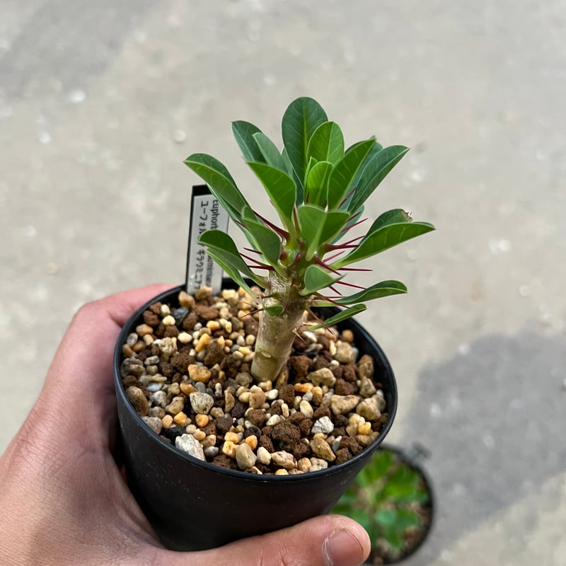 ユーフォルビア ギラウミニアナ実生 | STELLA.PLANTS ユーフォルビア ギラウミニアナ実生 | STELLA.PLANTS