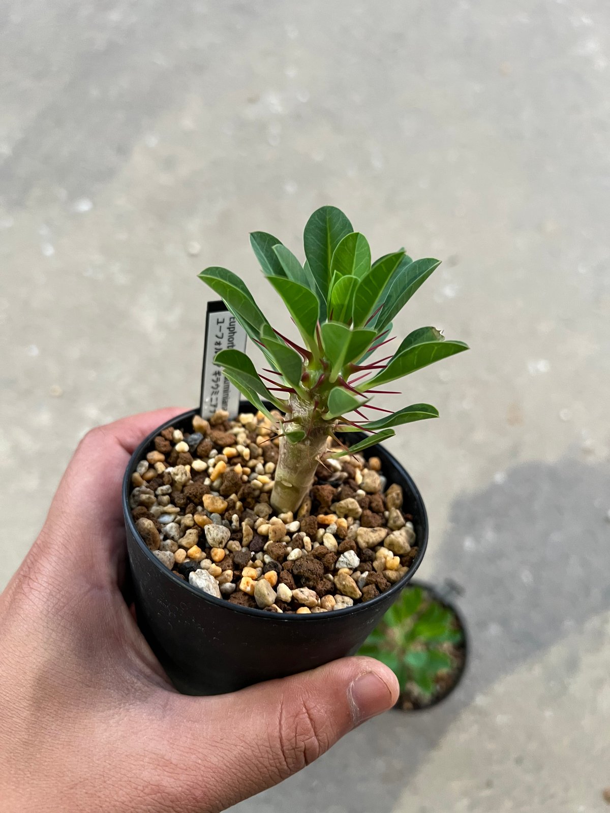 ユーフォルビア ギラウミニアナ実生 | STELLA.PLANTS ユーフォルビア ギラウミニアナ実生 | STELLA.PLANTS