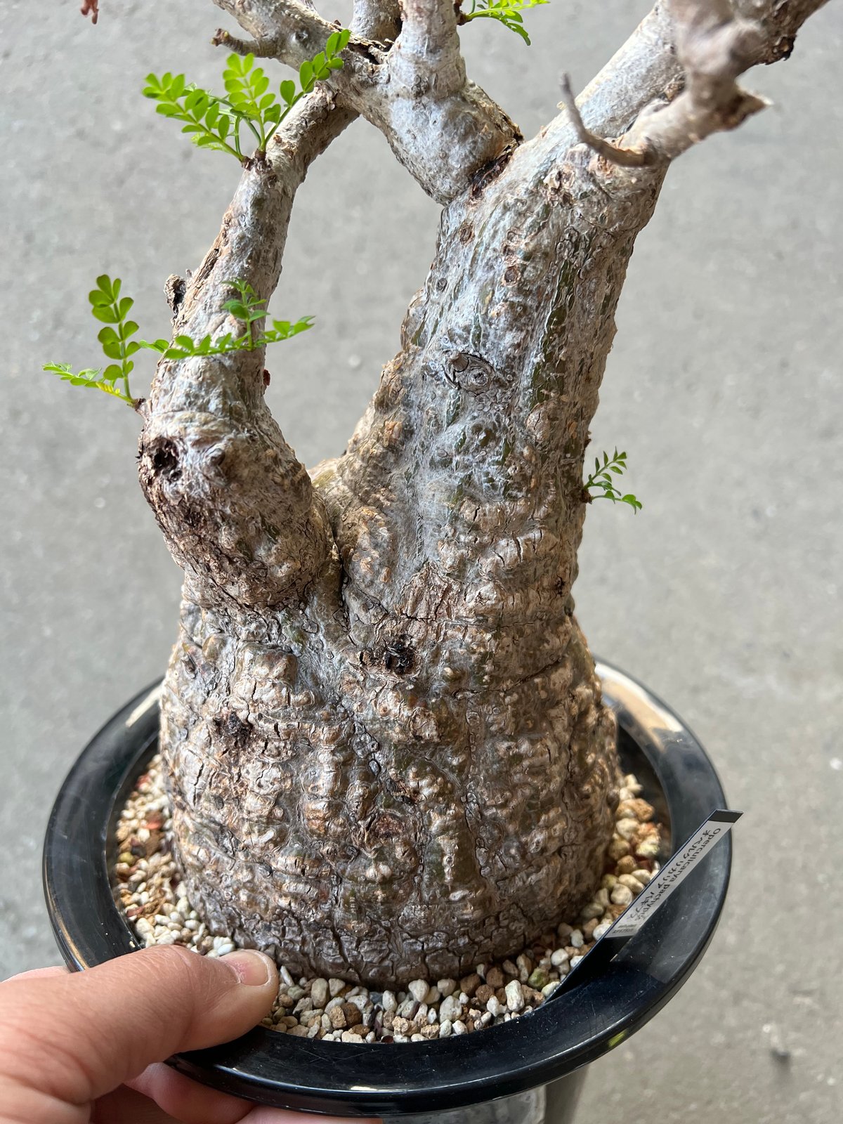 オペルクリカリア パキプス 実生 ① 【公式通販】