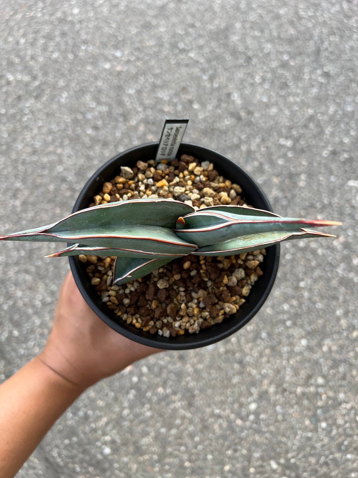 サンセベリア ロリダ | STELLA.PLANTS サンセベリア ロリダ | STELLA.PLANTS