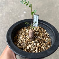 ブーファン ハエマンソイデス | STELLA.PLANTS