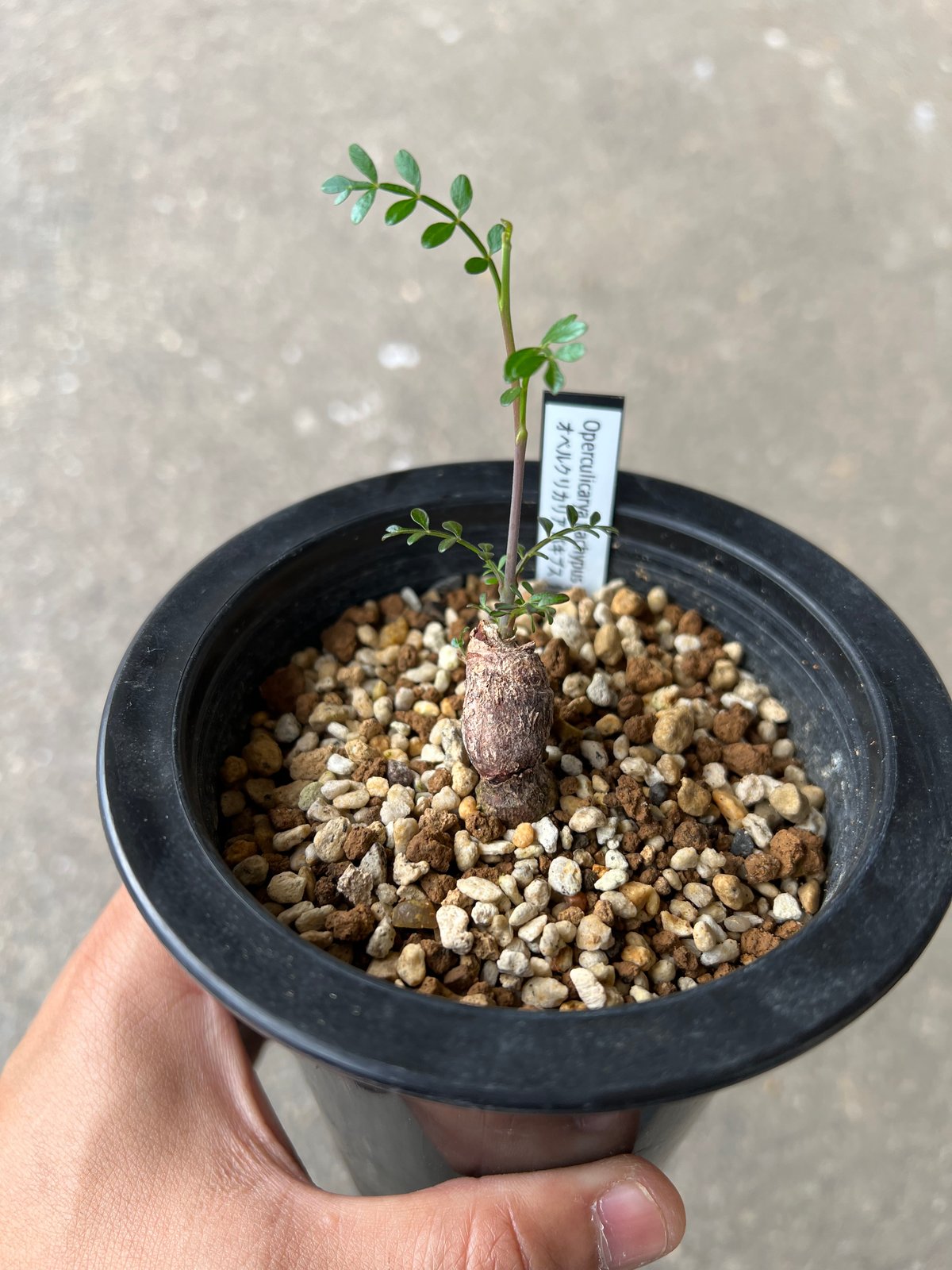 実生】オペルクリカリア パキプス 実生4年 【公式通販】