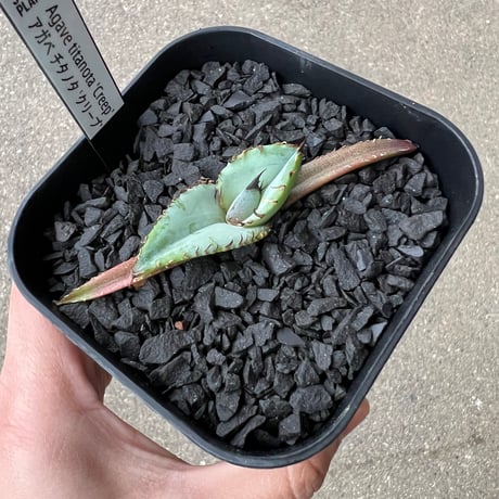 Agave titanota 'Creep'4