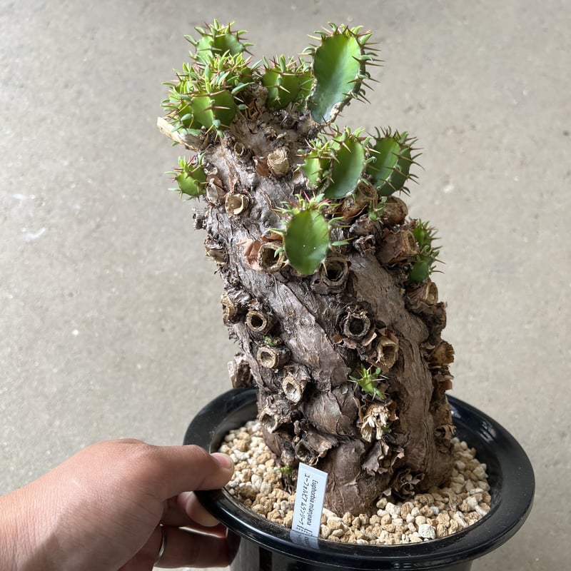 ロ*シ様 EM01 ユーフォルビア ムランジーナ 現地球 輸入即出品 ロ*シ様 EM01 ユーフォルビア ムランジーナ 現地球 輸入即出品