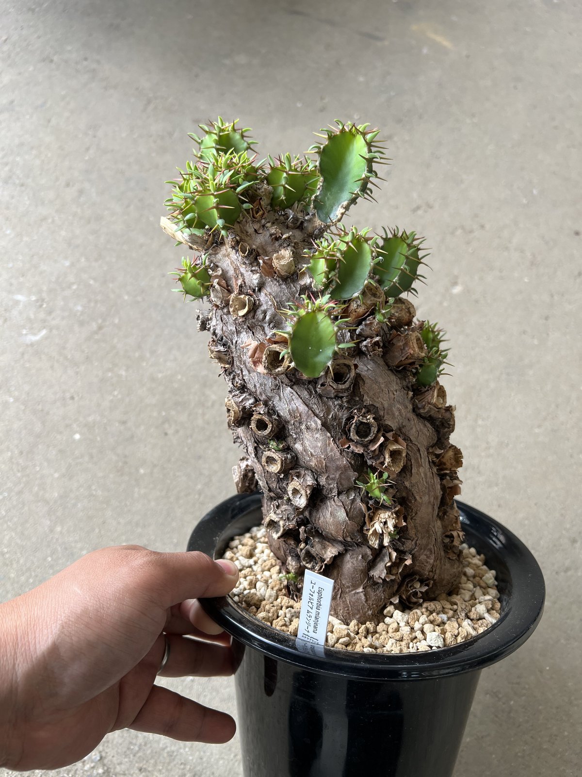 大株ユーフォルビアムランジーナ★ギラウミニアナトゥレアレンシスエツベルクローサ 大株ユーフォルビアムランジーナ☆ギラウミニアナトゥレアレン