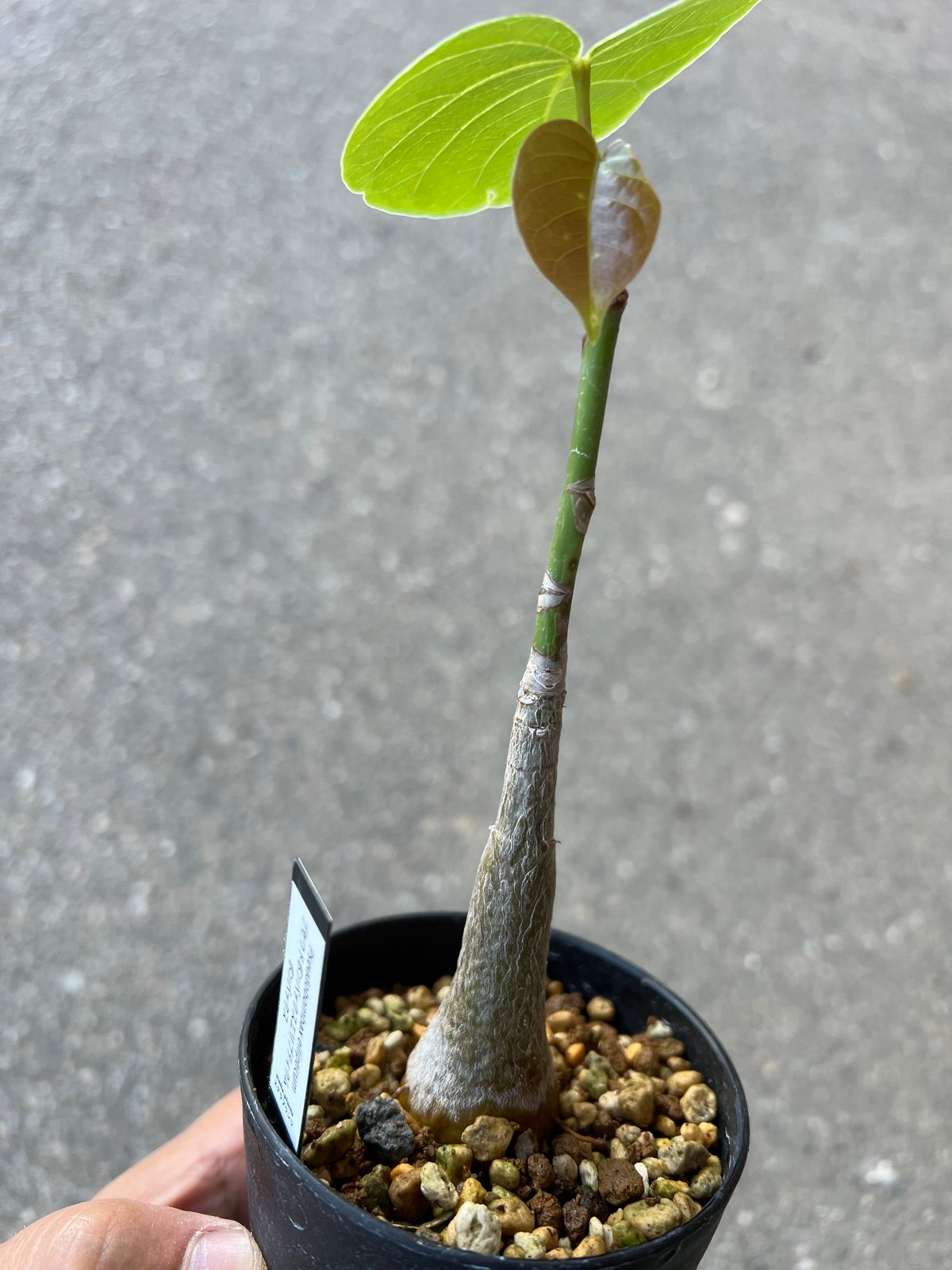 プセウドボンバックス エリプティクム1 | STELLA.PLANTS