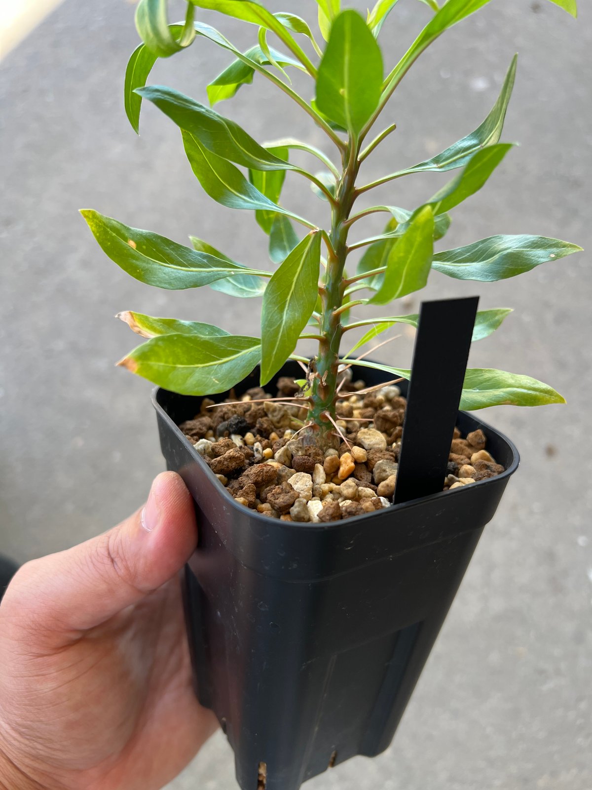 フォークイエリア プルプシー実生 | STELLA.PLANTS フォークイエリア プルプシー実生 | STELLA.PLANTS