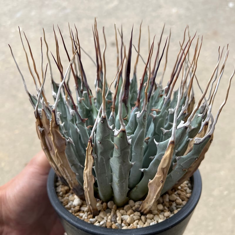 ユタエンシス エボリスピナ | STELLA.PLANTS ユタエンシス エボリスピナ | STELLA.PLANTS