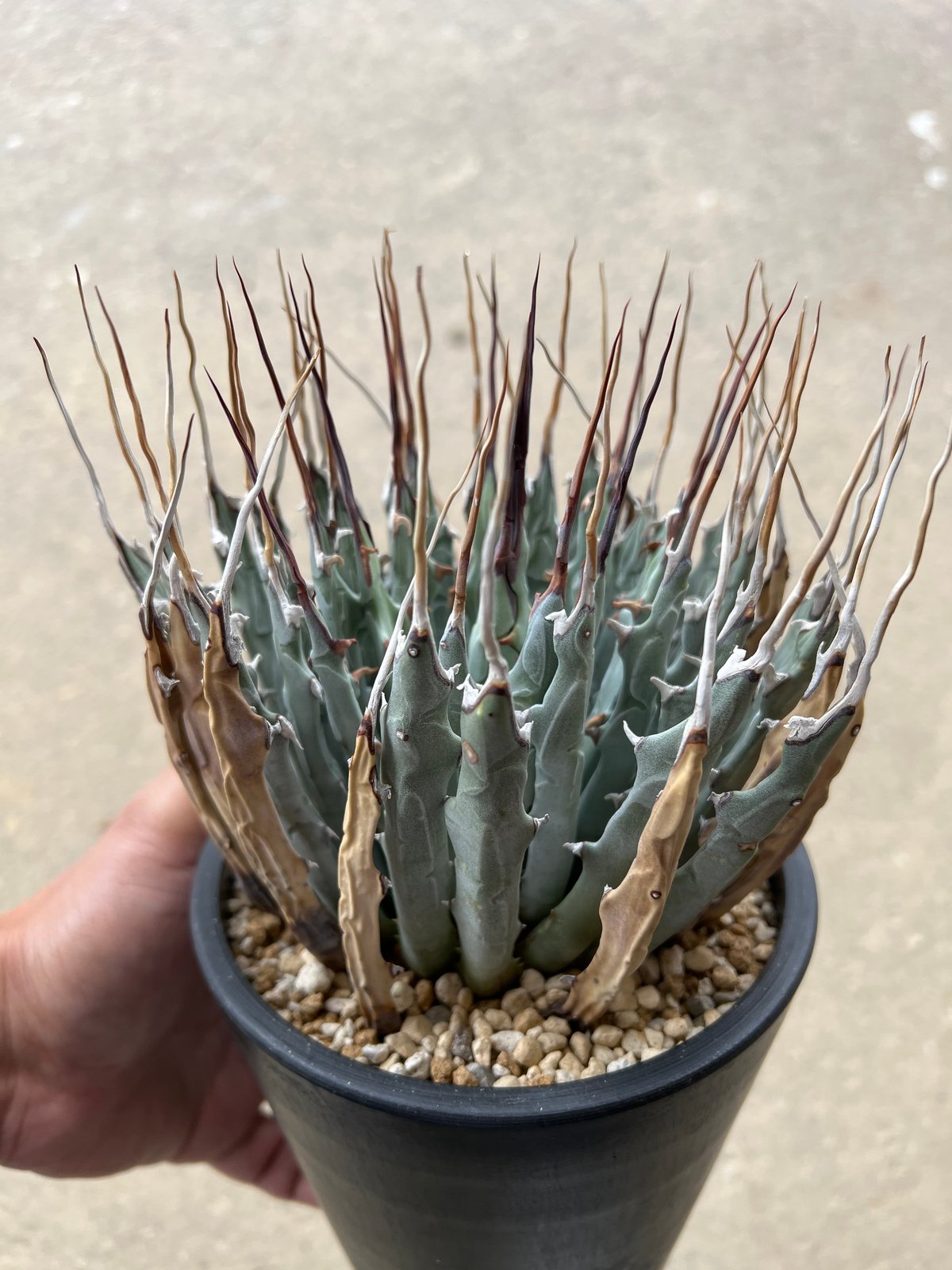 ユタエンシス エボリスピナ | STELLA.PLANTS ユタエンシス エボリスピナ | STELLA.PLANTS