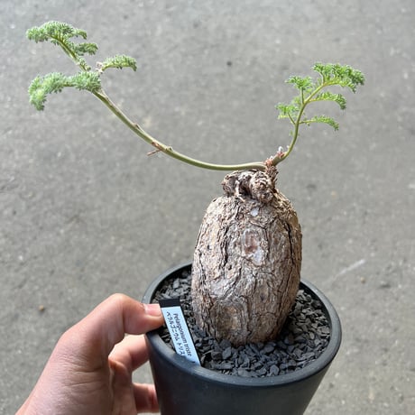 CATEGORY アガベ | STELLA.PLANTS CATEGORY アガベ | STELLA.PLANTS