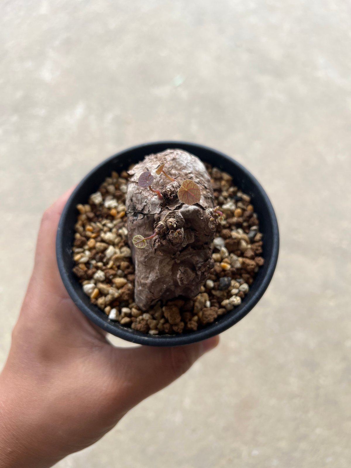 ステファニア　カウィーサキー ステファニア：カウィーサキー 3.5号鉢植え25-01 の通販 | 園芸