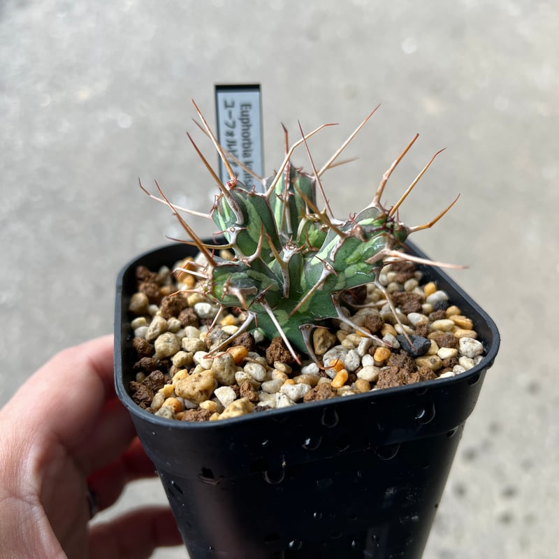 ユーフォルビアカリサナ小【実生苗】