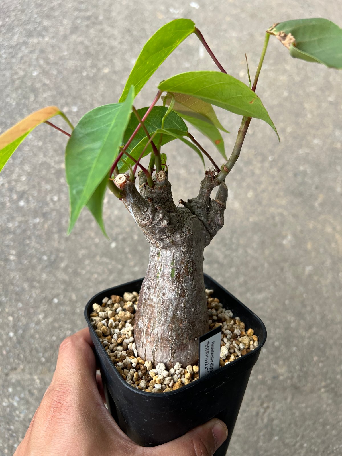 プセウド ボンバックス特大 プセウドボンバックス1 | STELLA.PLANTS
