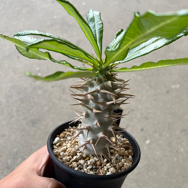 パキポディウム アンボンゲンセ2 | STELLA.PLANTS パキポディウム アンボンゲンセ2 | STELLA.PLANTS