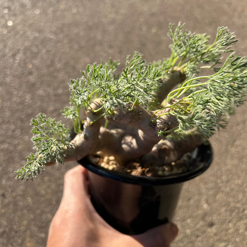 【美株/鉢ごと】モンソニア ムルチフィダ (4株セットの右から2番目③) 美株/鉢ごと】モンソニア ムルチフィダ (4株セットの左端①) - メルカリ