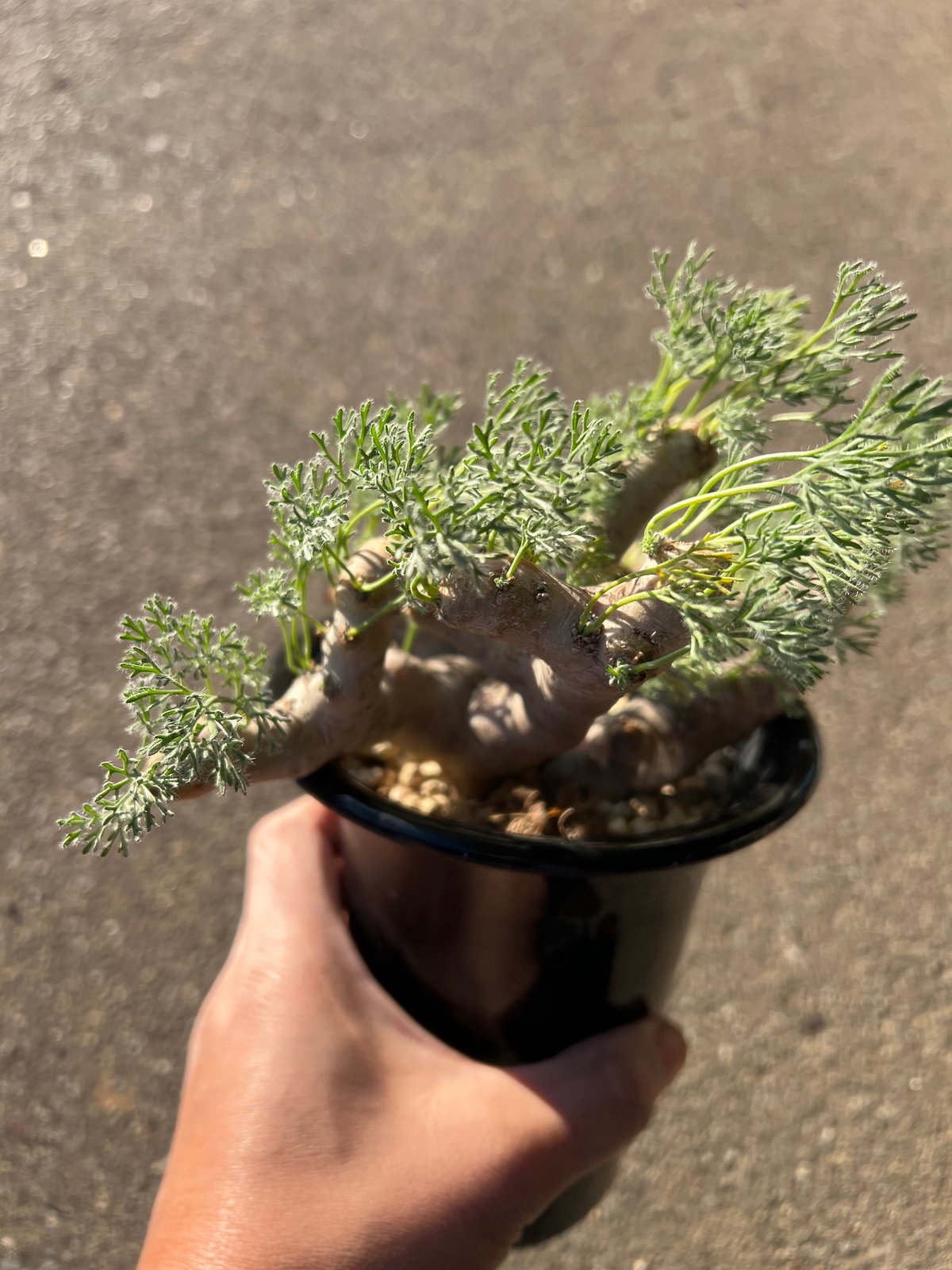 モンソニア ムルチフィダ | STELLA.PLANTS