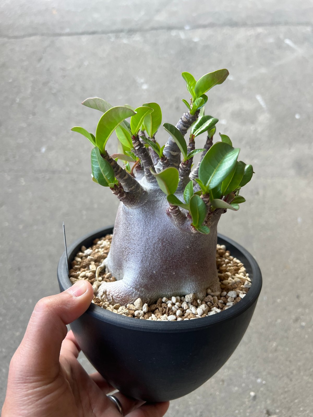 アデニウム アラビカム ブラックスキン1 | STELLA.PLANTS