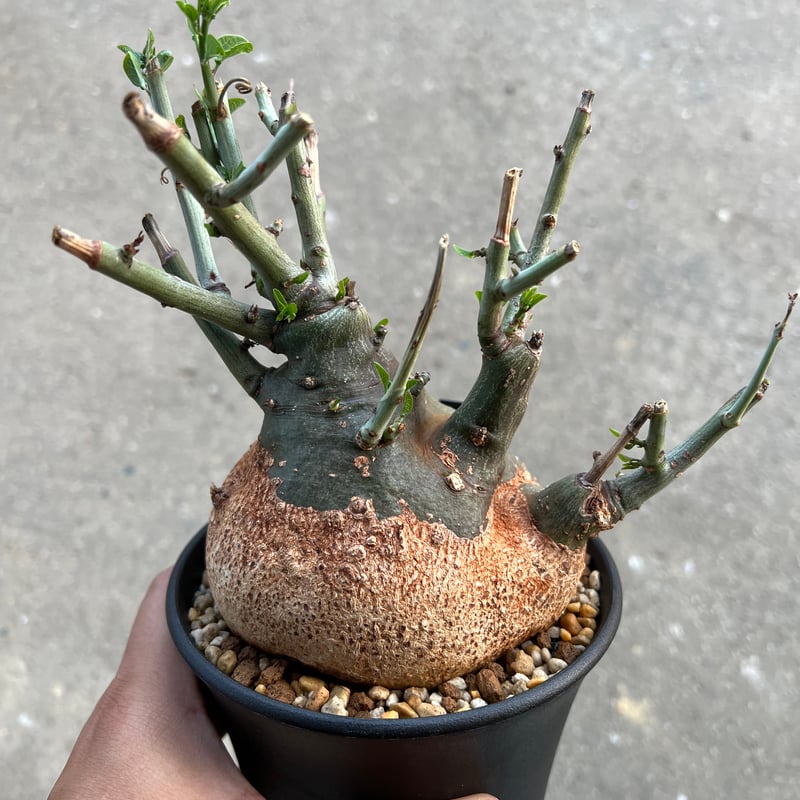 アデニア スピノーサ | STELLA.PLANTS