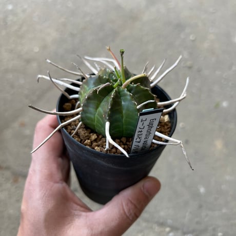ユーフォルビア バリダ、オス株　1