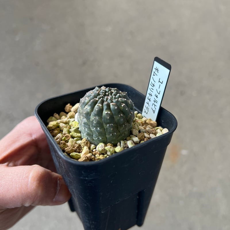 ユーフォルビア ギムノカリキオイデス5 | STELLA.PLANTS
