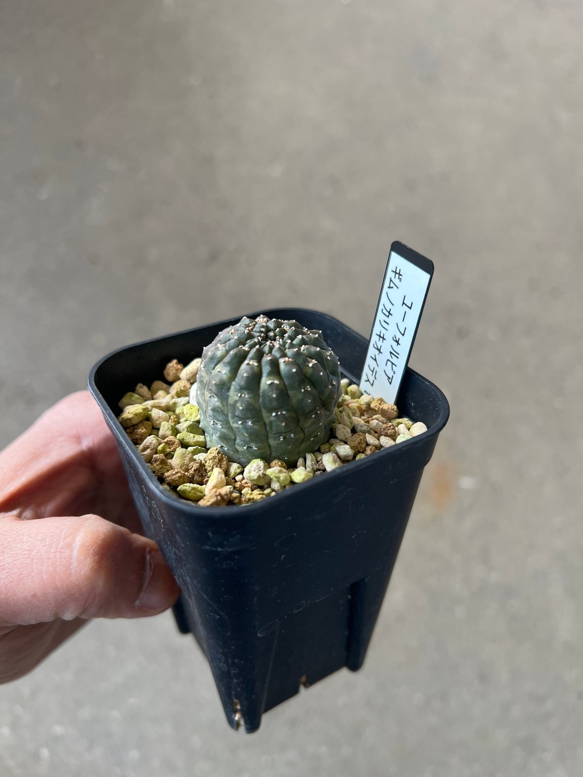 BS014 ユーフォルビア・ギムノカリキオイデス ユーフォルビア ギムノカリキオイデス5 | STELLA.PLANTS