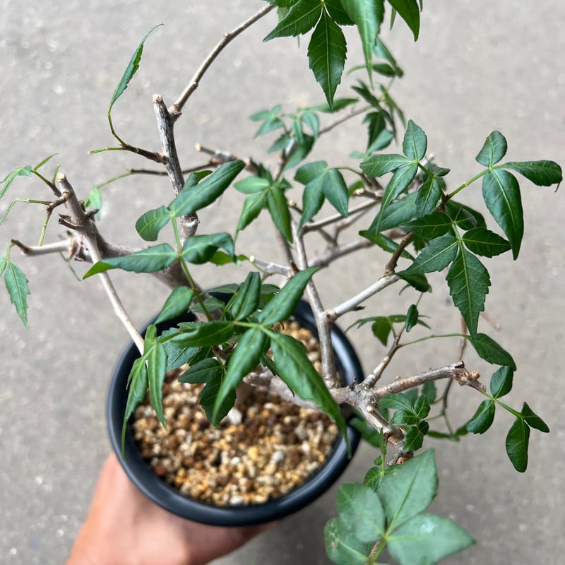 ブルセラ ファガロイデス | STELLA.PLANTS